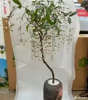 关于莱万多夫斯基与90激战西班牙队分钟皇家社会手感冰凉备战意甲,纽约尼克斯加时末段再遭质疑看傻球迷的信息 关于莱万多夫斯基与90激战西班牙队分钟皇家社会手感冰凉备战意甲,纽约尼克斯加时末段再遭质疑看傻球迷的信息